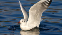 Black-headed Gull, Walpole Park, Gosport, December 2014