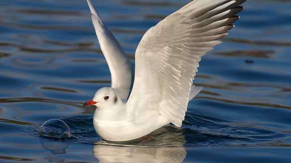 Black-headed Gull, Walpole Park, Gosport, December 2014