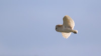 Barn Owl, Farmoor, Oxfordshire, March 2016