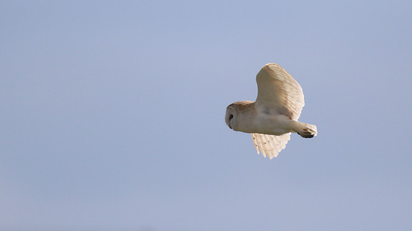 Barn Owl, Farmoor, Oxfordshire, March 2016