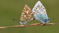 Chalkhill Blue, Breakheart Quarry, August 2016.