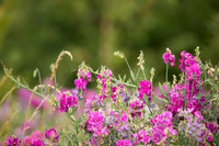 Broad-leaved Everlasting Pea, Edge Hill, July 2022