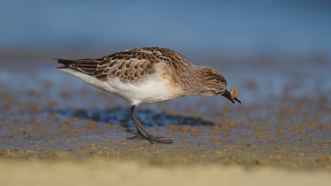 Little Stint, Cheddar Reservoir, September 2014