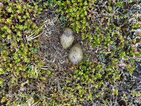 Arctic Skua, Kiberg, Norway, June 2023