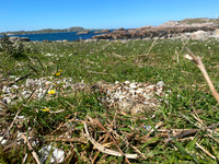 Oystercatcher, Isle of Mull, June 2021