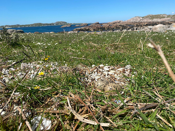 Oystercatcher, Isle of Mull, June 2021