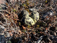 Dotterel, Batsjford,​ Norway, June 2023