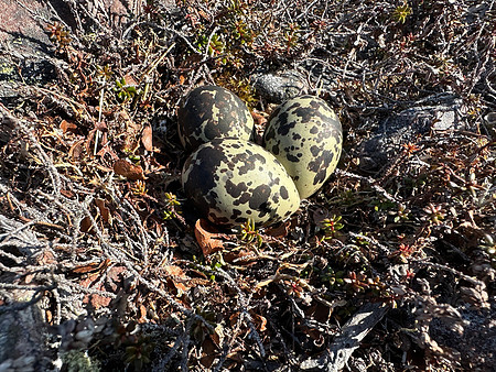Dotterel, Batsjford,​ Norway, June 2023