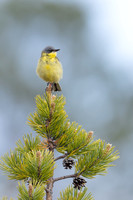 Grey-headed Wagtail, Svanvik, June 2023