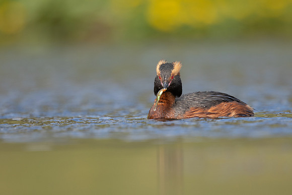 Slavonian Grebe, Iceland, May 2022