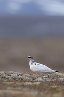 Ptarmigan, Batsjford, Norway, June 2023