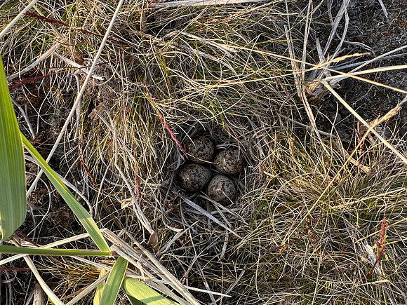 Temmincks Stint,Skallelv Neset, Norway, June 2023