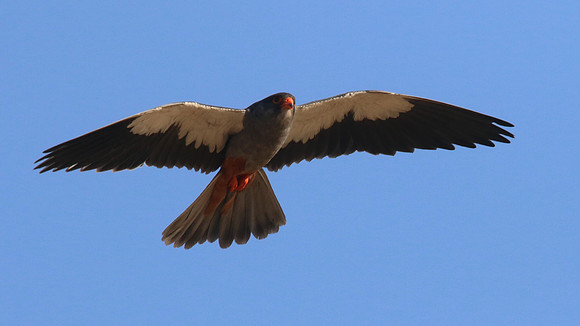Amur Falcon, Anarita Park, May 2016.