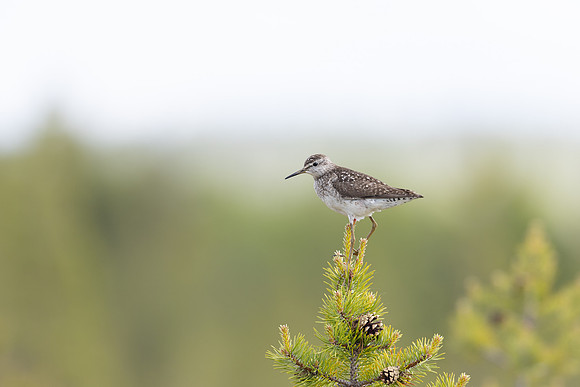 Wood Sandpiper, Svanvik, June 2023
