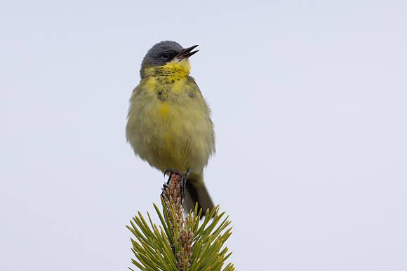 Grey-headed Wagtail, Svanvik, June 2023