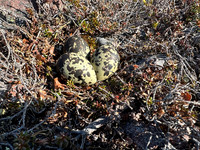 Dotterel, Batsjford,​ Norway, June 2023
