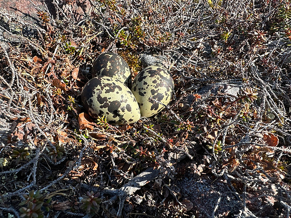 Dotterel, Batsjford,​ Norway, June 2023