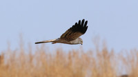 Montagu's Harrier, Anarita Park, Cyprus, May 2016