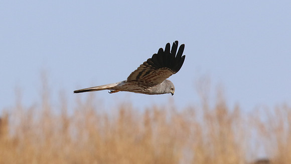 Montagu's Harrier, Anarita Park, Cyprus, May 2016