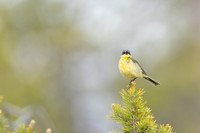 Grey-headed Wagtail, Svanvik, June 2023