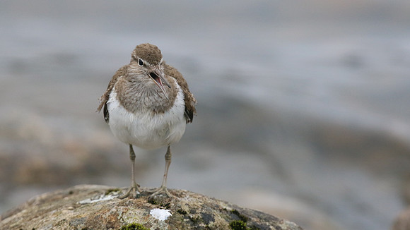Common Sandpiper, Lochindorb, June 2016