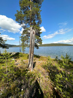Fieldfare nest site, Ivalo, June 2023