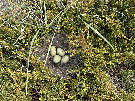 Eider Duck, Skallelv Neset, Norway, June 2023