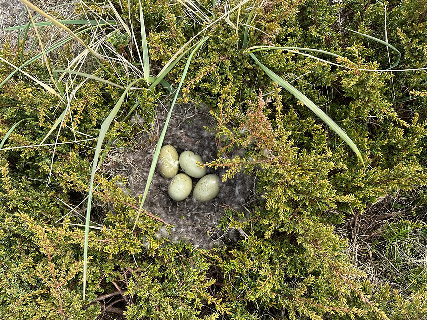 Eider Duck, Skallelv Neset, Norway, June 2023