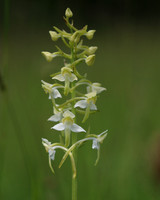 Butterfly Orchid, Daneway Banks, June 2016