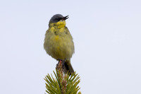Grey headed wagtail, Svanvik, June 2023