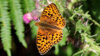 Dark Green Fritillary, Alun Valley, July 2016