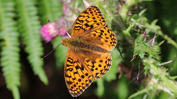 Dark Green Fritillary, Alun Valley, July 2016