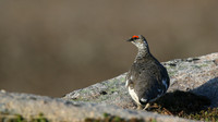 Ptarmigan, Cairngorm, June 2016