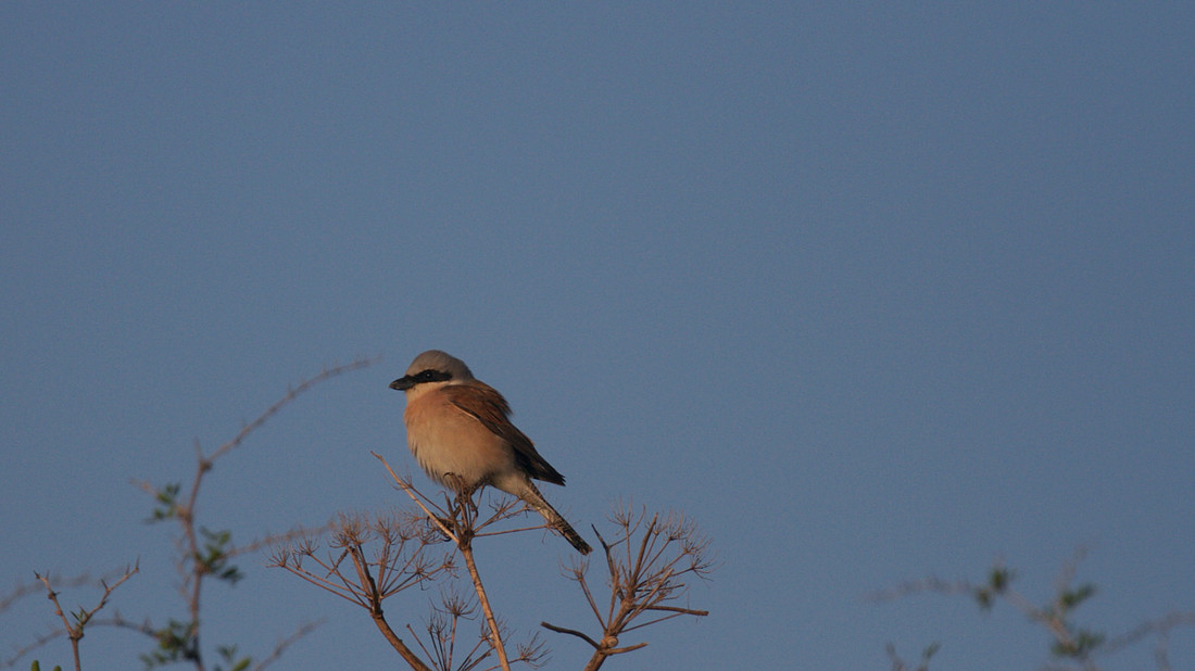 Red-backed Shrike, Larnaca Salt Lake, April 2014