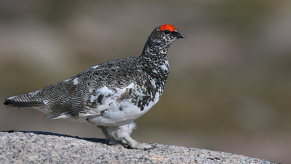 Ptarmigan, Cairngorm, June 2016
