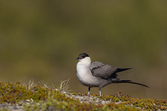 Long-tailed Skua, Mount Aliigas, Finland, June 2023