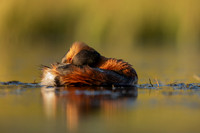 Slavonian Grebe, Iceland, May 2022