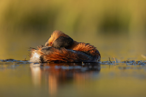 Slavonian Grebe, Iceland, May 2022
