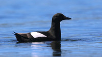 Black Guillemot, Oban, June 2016