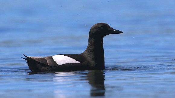 Black Guillemot, Oban, June 2016