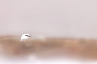 Ptarmigan, Cairngorms, February 2024