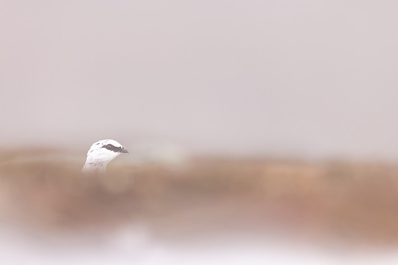 Ptarmigan, Cairngorms, February 2024