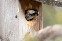 Siberian Tit, Svanvik, June 2023