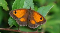 Gatekeeper, Tockington, August 2016