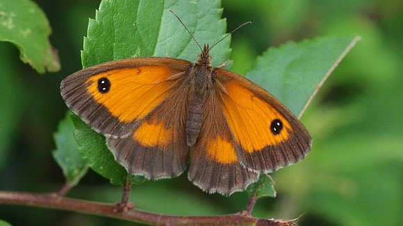 Gatekeeper, Tockington, August 2016
