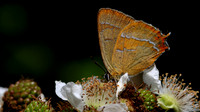 Brown Hairstreak