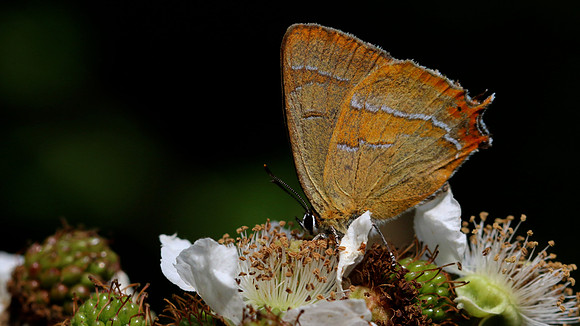 Brown Hairstreak, Alners Gorse, August 2016.