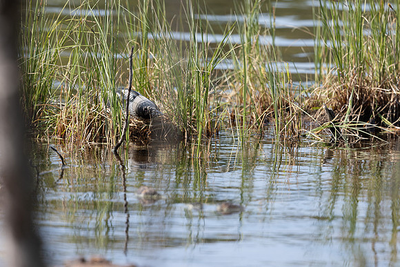 Black-throated Diver, Ivalo, Finland, June 2023