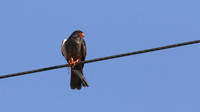 Amur Falcon, Anarita Park, May 2016