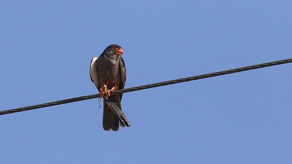 Amur Falcon, Anarita Park, May 2016